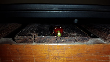 Leaf beetle (Chrysolina polita), GeglÃ¤tteter BlattkÃ¤fer (Chrysomelidae). It is green with metallic reflections, except the elytra which are red and punctuated. Out of focus.の写真素材