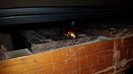 Leaf beetle (Chrysolina polita), GeglÃ¤tteter BlattkÃ¤fer (Chrysomelidae). This species lives on Lamiaceae in wetlands, such as lycope and round-leaved mint.の写真素材