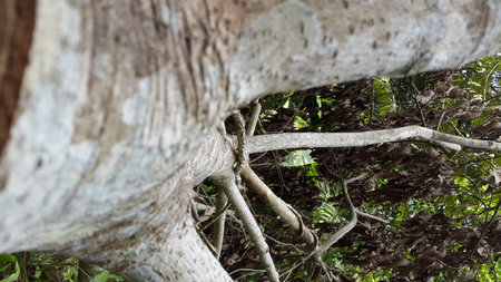 Photo: Used felled trees with hollow trunks. Sick tree in the forest.の写真素材