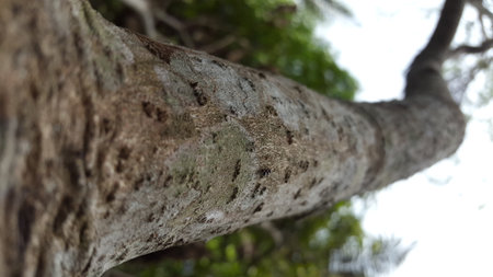 Tree texture background in the forest. Nature theme wallpaper. Shot in junglの写真素材