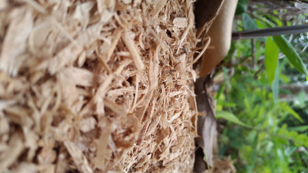 Close-up view of the sawdust layer of a freshly sawed tree. Sawmill waste is used for heating. Shot in jungle.の写真素材