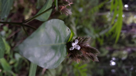 Lepidagathis incurva flower background. Photo shot on a mountain.の写真素材