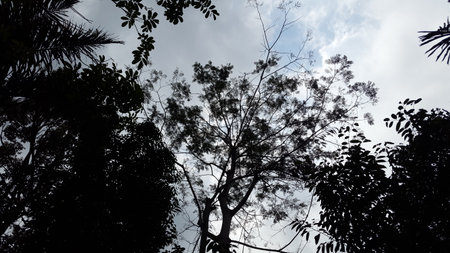 Background of silhouette trees, sky and clouds. Silhouette tree leaves wallpaper. Shot in the forest.の写真素材
