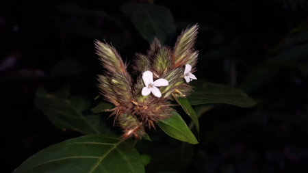 Lepidagathis incurva flower background. Photo shot on a mountain.の写真素材