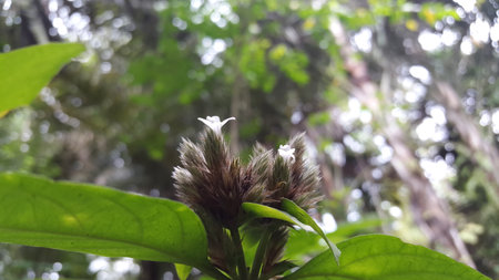 Lepidagathis incurva flower background. Photo shot on a mountain.の写真素材