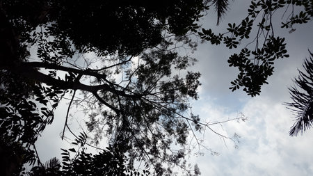 Background of silhouette trees, sky and clouds. Silhouette tree leaves wallpaper. Shot in the forest.の写真素材