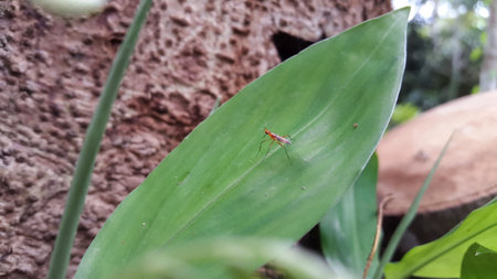 Adult flies have stilt legs, landing on the leaves of green plants. Micropezidae (micropeziday), stilt-legged flies. Photo shot on a mountain.の写真素材