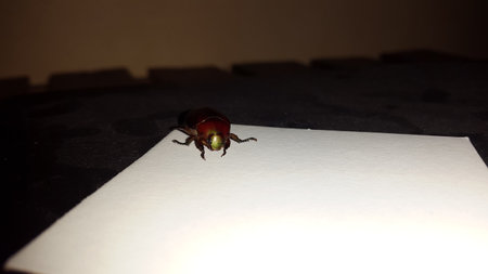 Leaf beetle (Chrysolina polita), GeglÃ¤tteter BlattkÃ¤fer (Chrysomelidae). It is green with metallic reflections, except the elytra which are red and punctuated.の写真素材