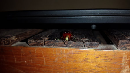 Leaf beetle (Chrysolina polita), It is green with metallic reflections, except the elytra which are red and punctuated. This species lives on Lamiaceae in wetlands, such as lycope and round-leaved mintの写真素材