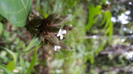 Lepidagathis incurva flower background. Photo shot on a mountain.の写真素材
