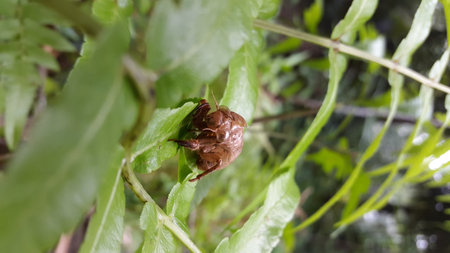 The exoskeleton of a cicada is attached to the leaves of a plant. Photo taken in the forest.の写真素材