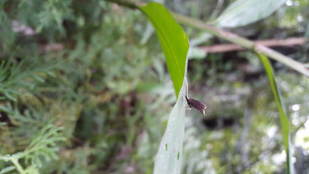 Long horned moths. Shot in Jungle.