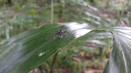 South East Asian Spiders (Jumping Spiders). Jumping spiders of the Family Salticidae. Sidusa is a genus of jumping spiders. Shot in forest.の写真素材