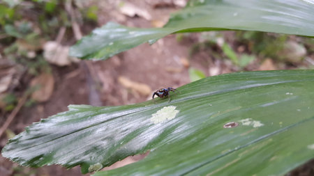 South East Asian Spiders (Jumping Spiders). Jumping spiders of the Family Salticidae. Sidusa is a genus of jumping spiders. Shot in forest.の写真素材