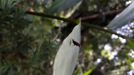 Shot in Jungle.