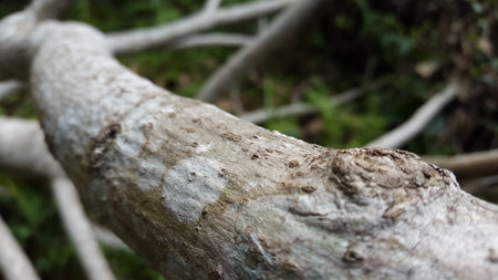 Wooden background. Photo taken in the forest. Wood wallpaper. Nature themed.の写真素材