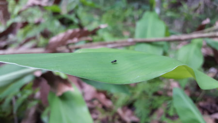 Out of focussed. A very small black insect lands on a green leaf.