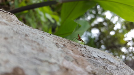 Photo of micropezidae (stilt-legged flies) perched on the texture of wood. Shot in the forest.