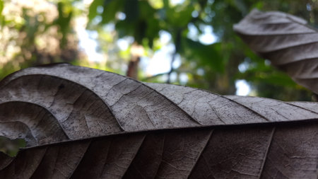 Autumn dry brown leaves on a nice background. Brown leaf wallpaper. Nature Theme. Shot in the forest.の写真素材