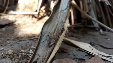 Brown leaves with sunlight background. Shot in the forest.の写真素材