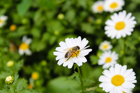 Daisy and Beeの写真素材