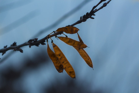 Tree Macroの写真素材