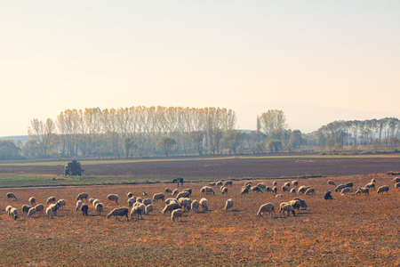 Sheeps grazing in the company of a shepherd. Herd grazing with a shepherd. Sheep grazing in the...