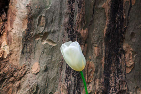 White flower with yellow background. The lonely white flower in nature. Summer is coming. Spring and flower background. High quality photoの写真素材