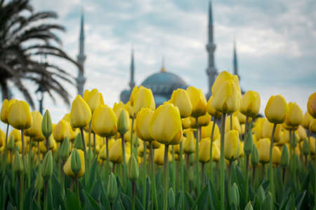 Yellow tulips with blue mosque background. Mosque's of Istanbul. Tulips and mosque background....