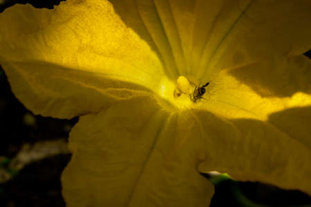 Yellow flower emerging from the soil. Focused yellow flower through green leaf. Yellow flower.の写真素材