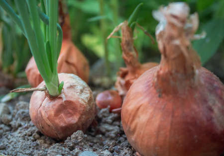 Onions in the ground. Onions planted in the ground. Onions grown with fertile soil.の写真素材