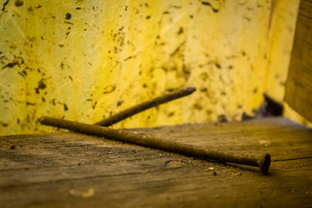 Rusty nail with yellow background standing on wood. Rusty nail. Nail photo. Nail background.の写真素材
