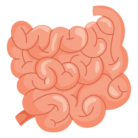 Small Intestine Vector Illustrationのイラスト素材