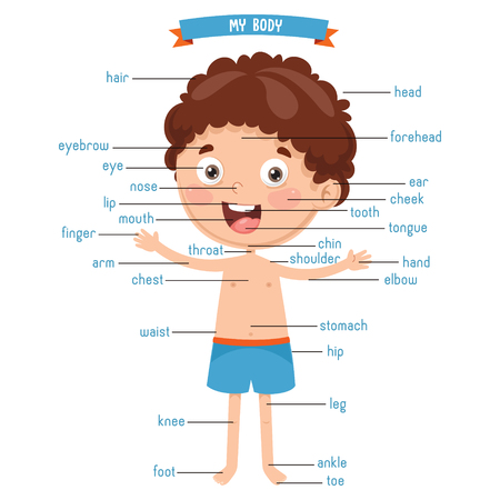 Vector Illustration Of Human Bodyのイラスト素材