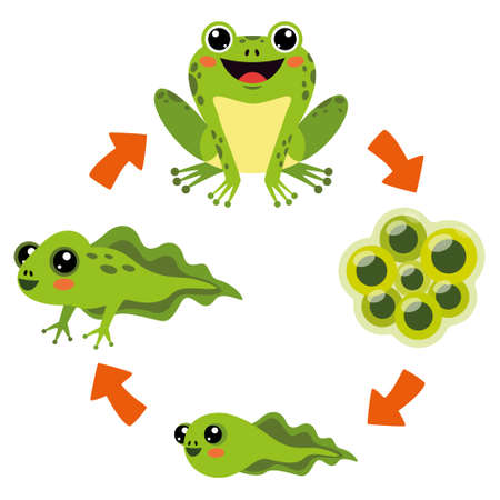 The Life Cycle Of Frogのイラスト素材