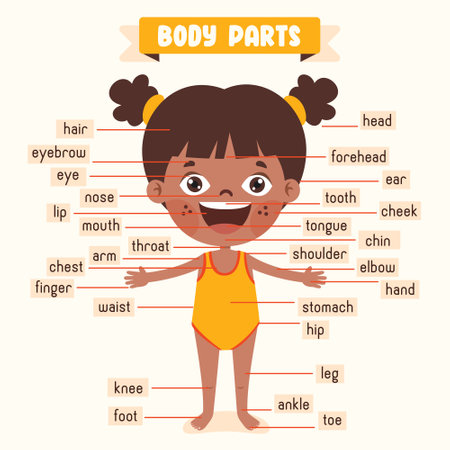 Cartoon Drawing Of Human Body Partsのイラスト素材