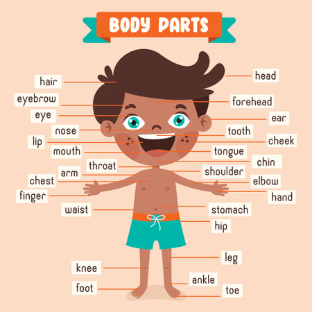 Cartoon Drawing Of Human Body Partsのイラスト素材
