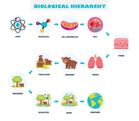 Infographics Of The Biological Hierarchyのイラスト素材
