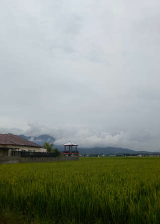 rice field view with foggy sky backgroundの写真素材