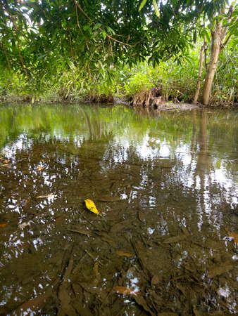 submerged garden. sunken dry grassの写真素材