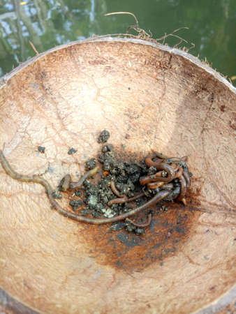 earthworm isolated on a coconut shell background.の写真素材