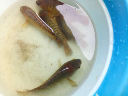 A freshwater fish scientific name Anabas Testudineus. Know as Ikan Betok amongs Indonesian people.の写真素材