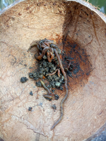 earthworm isolated on a coconut shell background.の写真素材