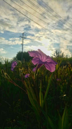 Beautiful cosmos flowers blooming in gardenの写真素材