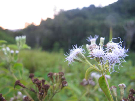 Beautiful flowers are blooming in the garden