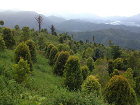 view of the hills in Gorontalo in the morningの写真素材