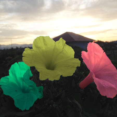 Trumpet flower leaf texture. Trumpet flowerの写真素材
