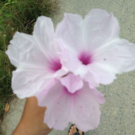 flowers in hands with on nature backgroundの写真素材