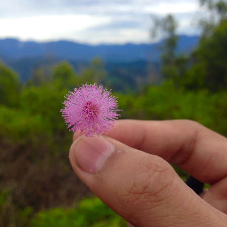 flowers in hands with on nature backgroundの写真素材