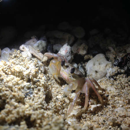 little crab on the beachの写真素材